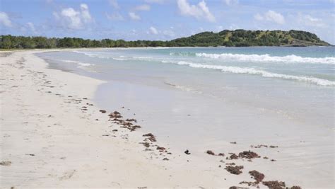 martinique nude beach|Anse Trabaud